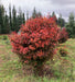 Acer palmatum 'In The Pink' Dwarf Red Japanese Maple Tree - Mr Maple │ Buy Japanese Maple Trees