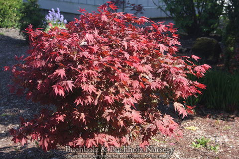 Acer palmatum 'In The Pink' Dwarf Red Japanese Maple Tree - Mr Maple │ Buy Japanese Maple Trees