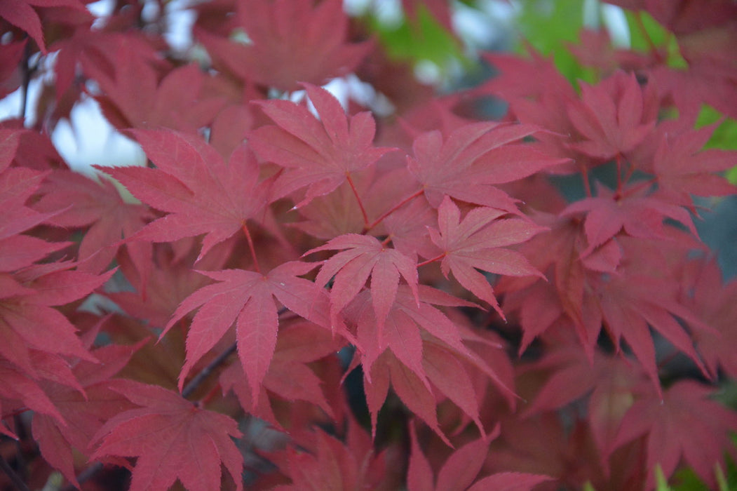 Acer palmatum 'In The Pink' Dwarf Red Japanese Maple Tree - Mr Maple │ Buy Japanese Maple Trees