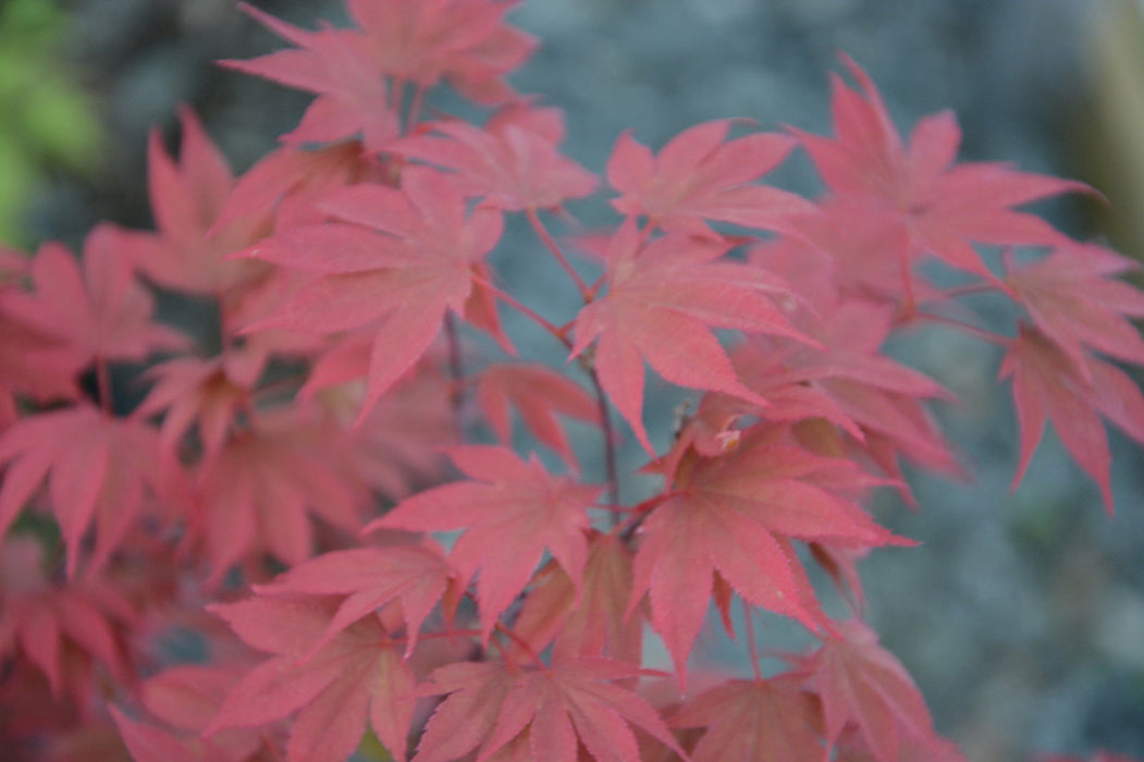 Acer palmatum 'In The Pink' Dwarf Red Japanese Maple Tree - Mr Maple │ Buy Japanese Maple Trees