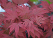 Acer palmatum 'In The Pink' Dwarf Red Japanese Maple Tree - Mr Maple │ Buy Japanese Maple Trees