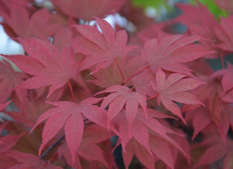 Acer palmatum 'In The Pink' Dwarf Red Japanese Maple Tree - Mr Maple │ Buy Japanese Maple Trees