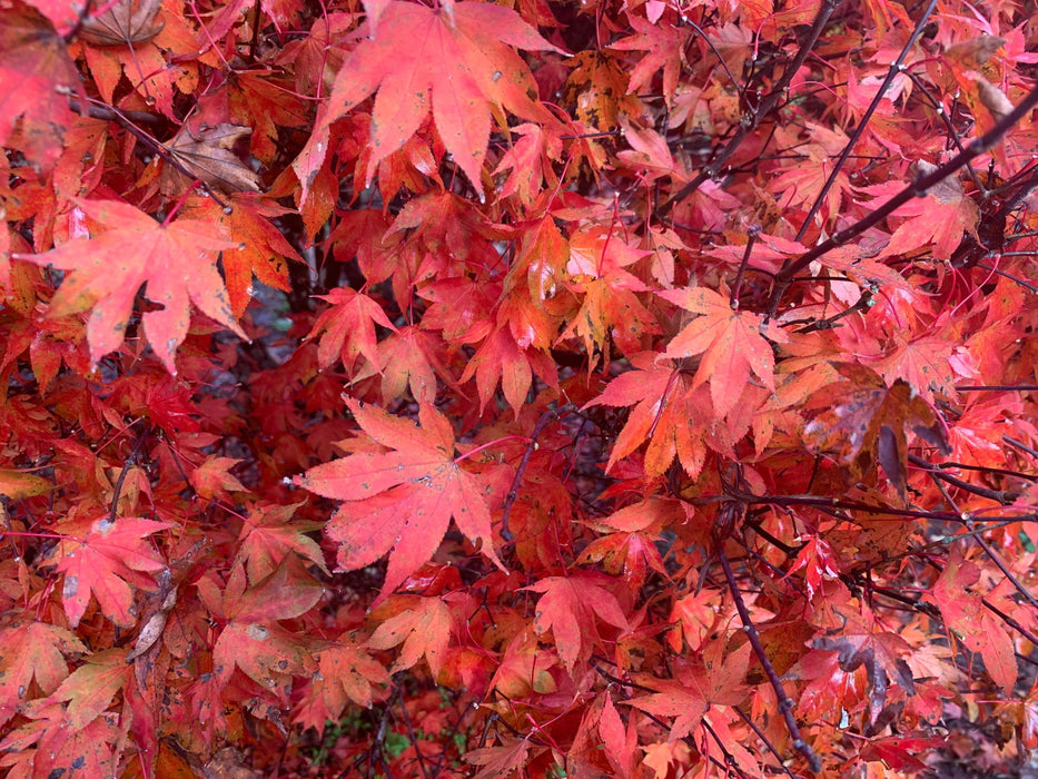 Acer palmatum 'In The Pink' Dwarf Red Japanese Maple Tree - Mr Maple │ Buy Japanese Maple Trees