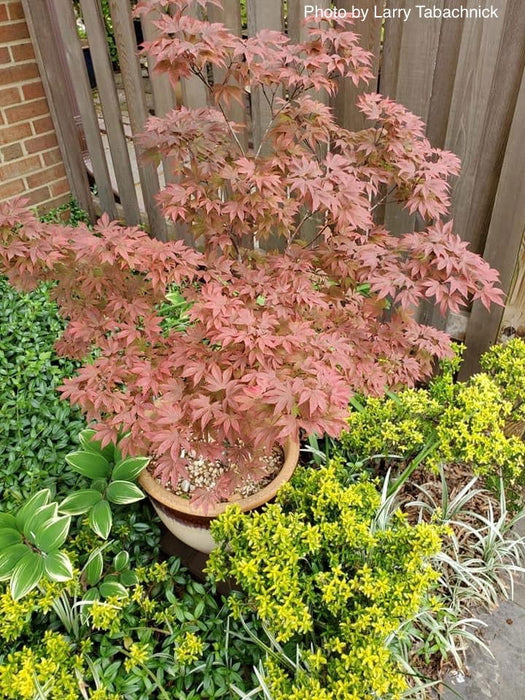 Acer palmatum 'In The Pink' Dwarf Red Japanese Maple Tree - Mr Maple │ Buy Japanese Maple Trees