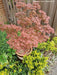 Acer palmatum 'In The Pink' Dwarf Red Japanese Maple Tree - Mr Maple │ Buy Japanese Maple Trees