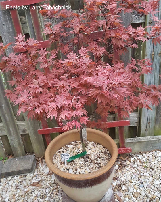 Acer palmatum 'In The Pink' Dwarf Red Japanese Maple Tree - Mr Maple │ Buy Japanese Maple Trees