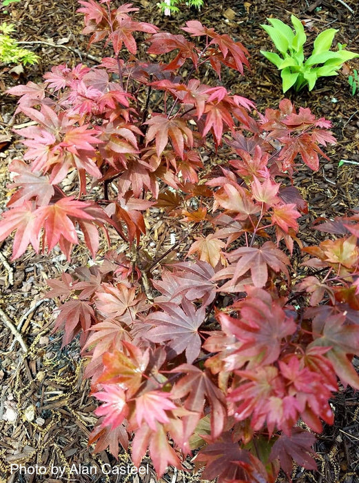 Acer palmatum 'In The Pink' Dwarf Red Japanese Maple Tree - Mr Maple │ Buy Japanese Maple Trees