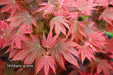 Acer palmatum 'In The Pink' Dwarf Red Japanese Maple Tree - Mr Maple │ Buy Japanese Maple Trees