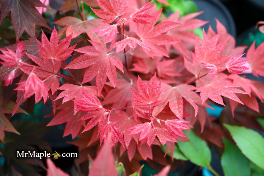 Acer palmatum 'In The Pink' Dwarf Red Japanese Maple Tree - Mr Maple │ Buy Japanese Maple Trees