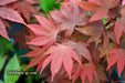 Acer palmatum 'In The Pink' Dwarf Red Japanese Maple Tree - Mr Maple │ Buy Japanese Maple Trees