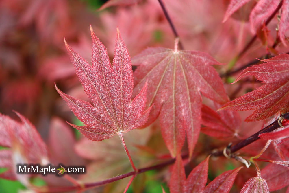 Acer palmatum 'In The Pink' Dwarf Red Japanese Maple Tree - Mr Maple │ Buy Japanese Maple Trees