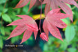 Acer palmatum 'In The Pink' Dwarf Red Japanese Maple Tree - Mr Maple │ Buy Japanese Maple Trees