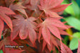 Acer palmatum 'In The Pink' Dwarf Red Japanese Maple Tree - Mr Maple │ Buy Japanese Maple Trees