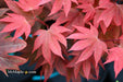 Acer palmatum 'In The Pink' Dwarf Red Japanese Maple Tree - Mr Maple │ Buy Japanese Maple Trees