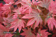 Acer palmatum 'In The Pink' Dwarf Red Japanese Maple Tree - Mr Maple │ Buy Japanese Maple Trees