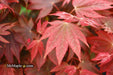 Acer palmatum 'In The Pink' Dwarf Red Japanese Maple Tree - Mr Maple │ Buy Japanese Maple Trees