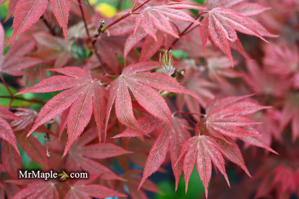 Acer palmatum 'In The Pink' Dwarf Red Japanese Maple Tree - Mr Maple │ Buy Japanese Maple Trees