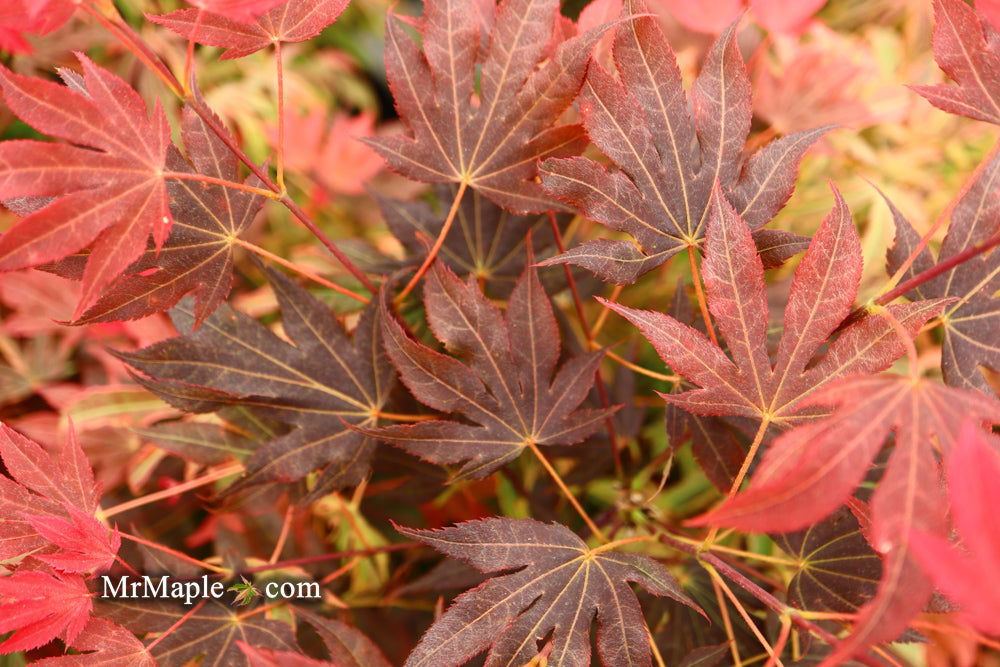 Acer palmatum 'In The Pink' Dwarf Red Japanese Maple Tree - Mr Maple │ Buy Japanese Maple Trees