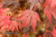 Acer palmatum 'In The Pink' Dwarf Red Japanese Maple Tree - Mr Maple │ Buy Japanese Maple Trees