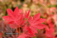 Acer palmatum 'In The Pink' Dwarf Red Japanese Maple Tree - Mr Maple │ Buy Japanese Maple Trees