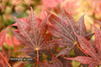 Acer palmatum 'In The Pink' Dwarf Red Japanese Maple Tree - Mr Maple │ Buy Japanese Maple Trees