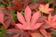 Acer palmatum 'In The Pink' Dwarf Red Japanese Maple Tree - Mr Maple │ Buy Japanese Maple Trees