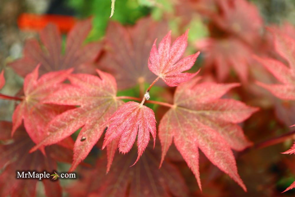 Acer palmatum 'In The Pink' Dwarf Red Japanese Maple Tree - Mr Maple │ Buy Japanese Maple Trees