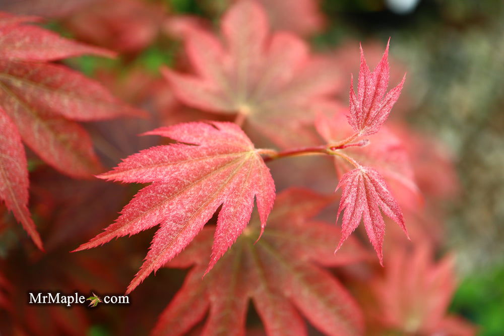 Acer palmatum 'In The Pink' Dwarf Red Japanese Maple Tree - Mr Maple │ Buy Japanese Maple Trees