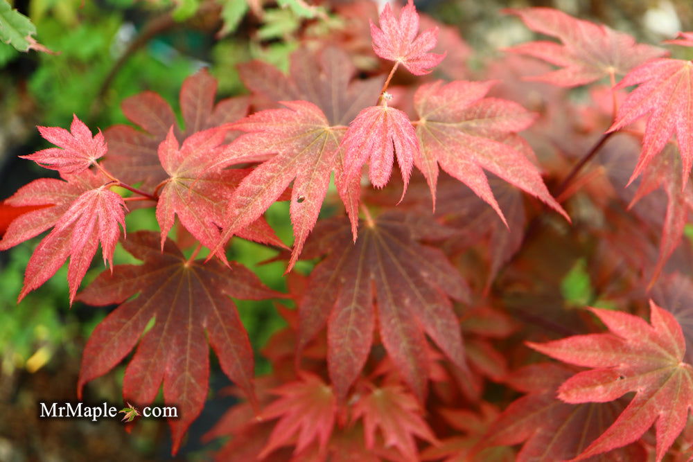 Acer palmatum 'In The Pink' Dwarf Red Japanese Maple Tree - Mr Maple │ Buy Japanese Maple Trees