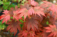 Acer palmatum 'In The Pink' Dwarf Red Japanese Maple Tree - Mr Maple │ Buy Japanese Maple Trees