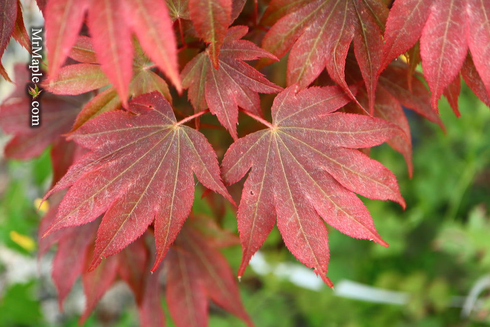 Acer palmatum 'In The Pink' Dwarf Red Japanese Maple Tree - Mr Maple │ Buy Japanese Maple Trees