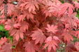 Acer palmatum 'In The Pink' Dwarf Red Japanese Maple Tree - Mr Maple │ Buy Japanese Maple Trees