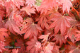 Acer palmatum 'In The Pink' Dwarf Red Japanese Maple Tree - Mr Maple │ Buy Japanese Maple Trees