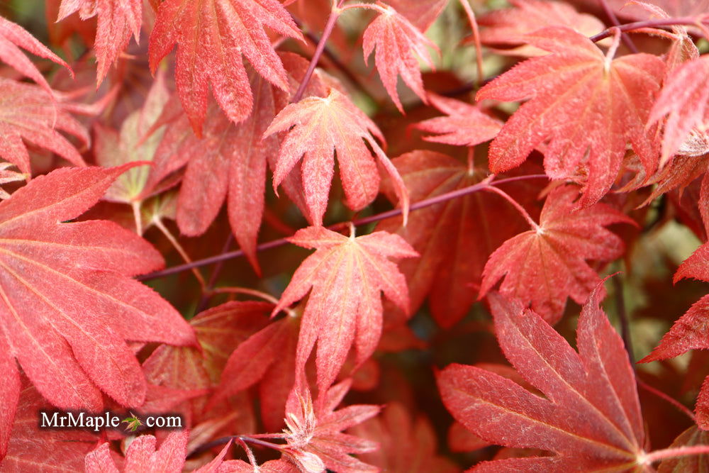 Acer palmatum 'In The Pink' Dwarf Red Japanese Maple Tree - Mr Maple │ Buy Japanese Maple Trees