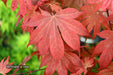 Acer palmatum 'In The Pink' Dwarf Red Japanese Maple Tree - Mr Maple │ Buy Japanese Maple Trees