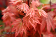 Acer palmatum 'In The Pink' Dwarf Red Japanese Maple Tree - Mr Maple │ Buy Japanese Maple Trees