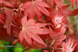 Acer palmatum 'In The Pink' Dwarf Red Japanese Maple Tree - Mr Maple │ Buy Japanese Maple Trees