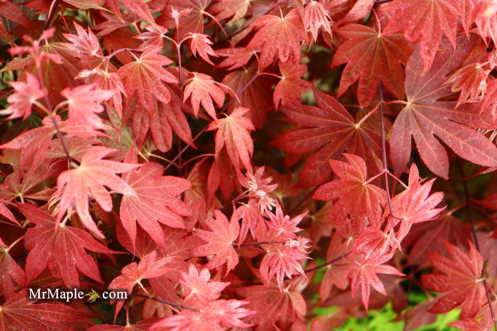 Acer palmatum 'In The Pink' Dwarf Red Japanese Maple Tree - Mr Maple │ Buy Japanese Maple Trees