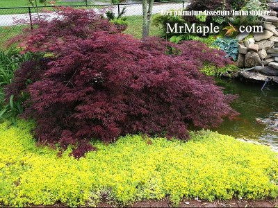 Acer palmatum 'Inaba shidare' Japanese Maple - Mr Maple │ Buy Japanese Maple Trees