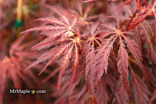 Acer palmatum 'Inaba shidare' Japanese Maple - Mr Maple │ Buy Japanese Maple Trees