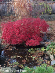 - Acer palmatum 'Inaba shidare' Japanese Maple - Mr Maple │ Buy Japanese Maple Trees