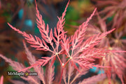 - Acer palmatum 'Inaba shidare' Japanese Maple - Mr Maple │ Buy Japanese Maple Trees