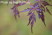 - Acer palmatum 'Inaba shidare' Japanese Maple - Mr Maple │ Buy Japanese Maple Trees