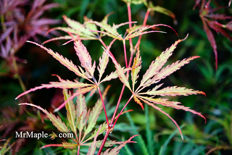 - Acer palmatum 'Inaba shidare' Japanese Maple - Mr Maple │ Buy Japanese Maple Trees