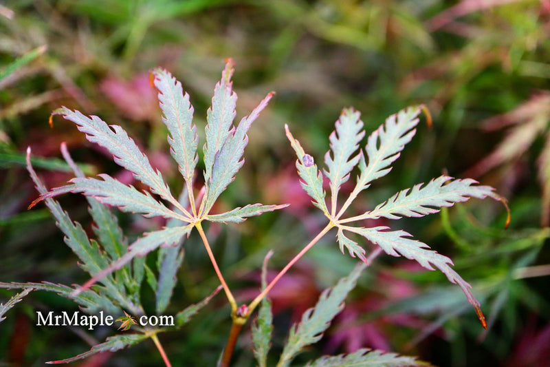 - Acer palmatum 'Inaba shidare' Japanese Maple - Mr Maple │ Buy Japanese Maple Trees