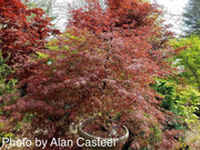 - Acer palmatum 'Inaba shidare' Japanese Maple - Mr Maple │ Buy Japanese Maple Trees