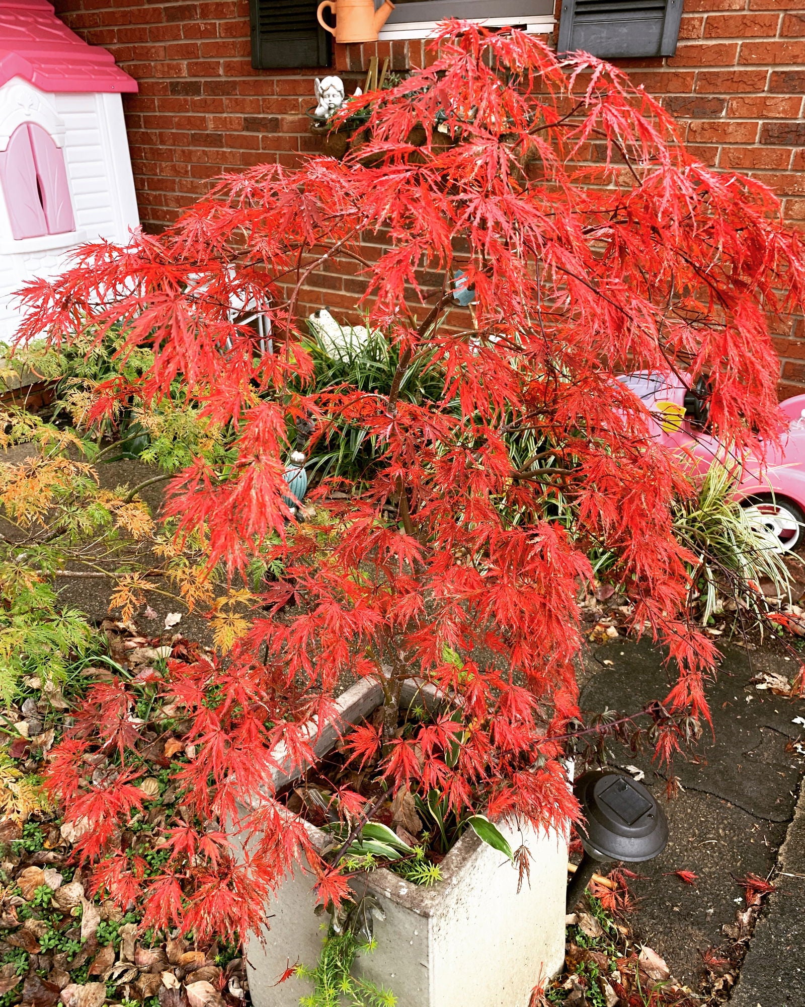 Buy Acer palmatum dissectum 'Inaba shidare' Japanese Maple — Mr