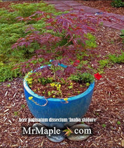 - Acer palmatum 'Inaba shidare' Japanese Maple - Mr Maple │ Buy Japanese Maple Trees