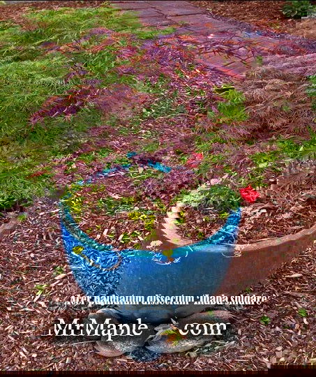 - Acer palmatum 'Inaba shidare' Japanese Maple - Mr Maple │ Buy Japanese Maple Trees