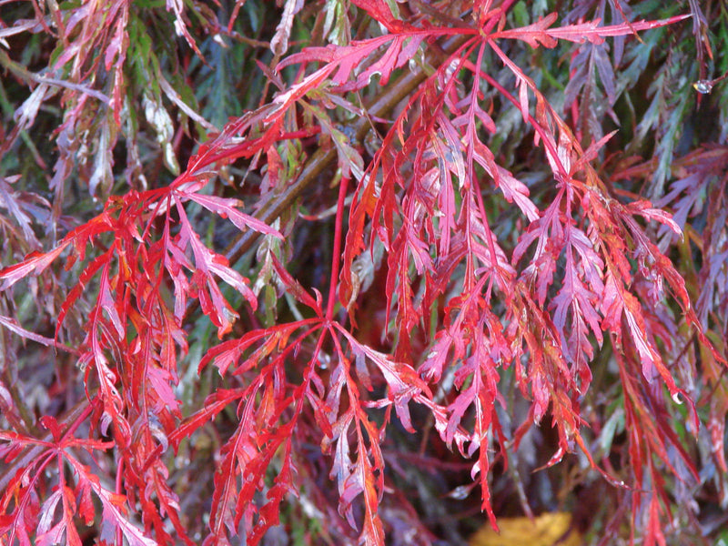 - Acer palmatum 'Inaba shidare' Japanese Maple - Mr Maple │ Buy Japanese Maple Trees